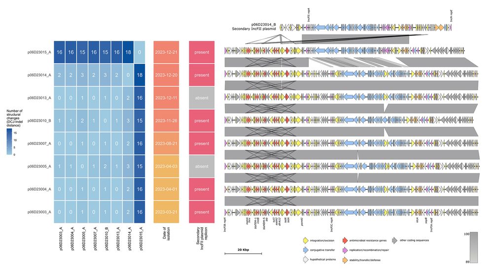 Heatmap and genetic structure of NDM plasmids from a single site site 