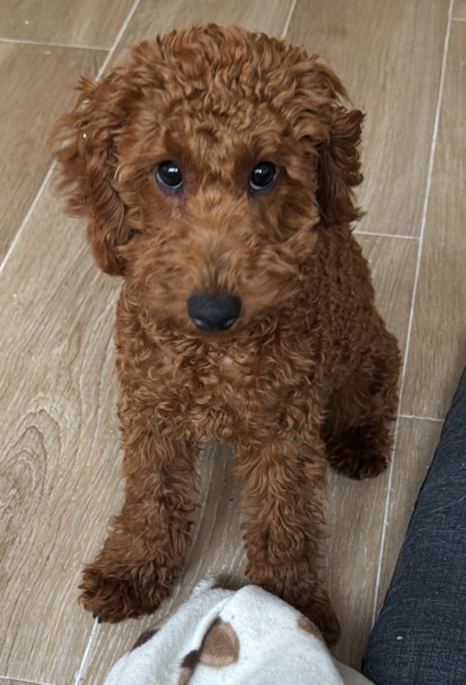 a red poodle puppy looking at the camera innocently (do not be fooled)