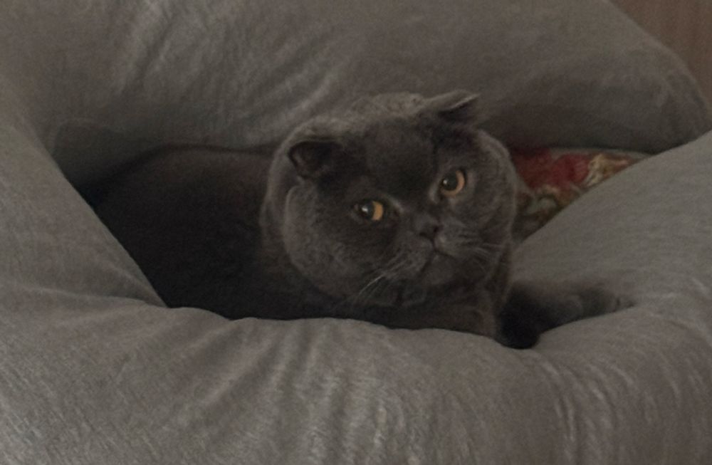 a picture of my scottish fold toki