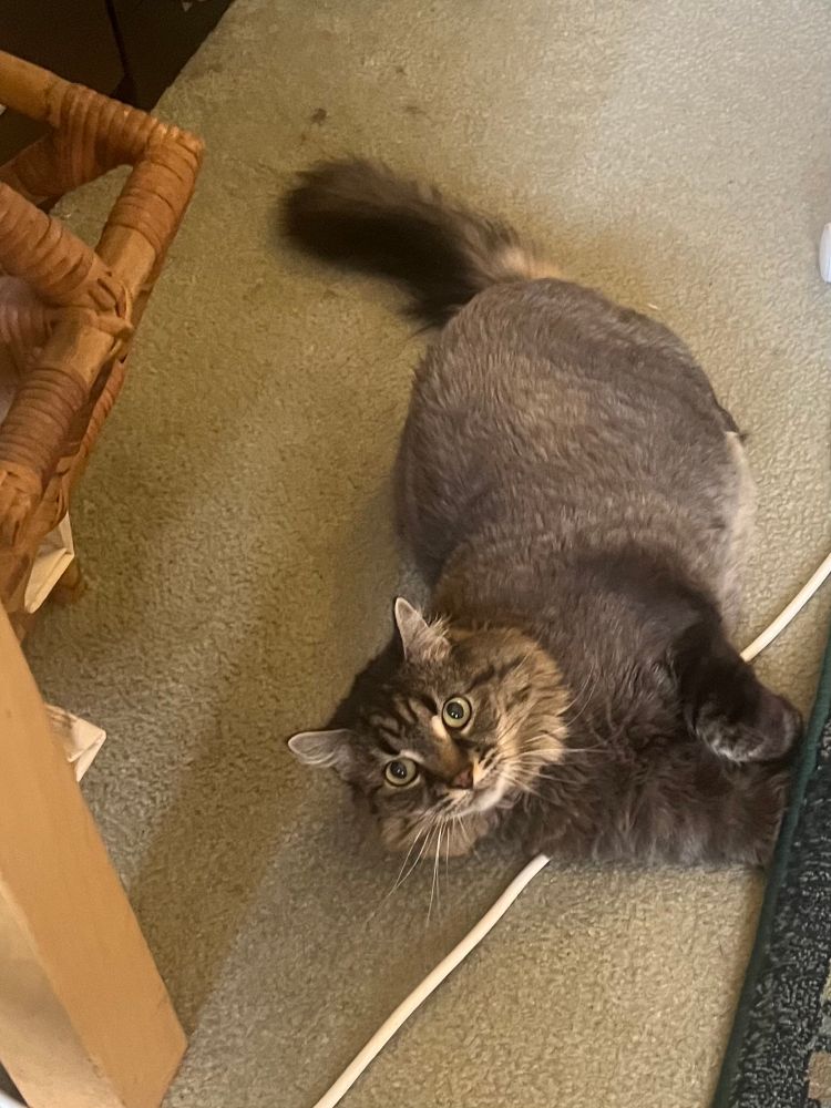 Tabby cat lying in the floor looking up at the camera 