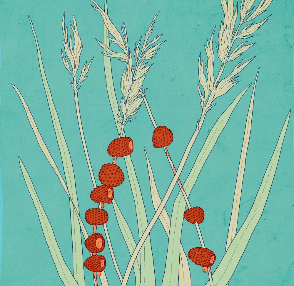 wild strawberries on a piece of hay