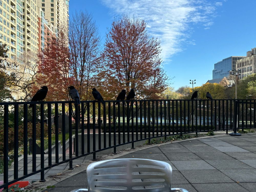 Seven crows sitting on the black railing of a terrace. In the background are some trees that have partially lost their leaves, some buildings, and a bright blue sky with some clouds.
