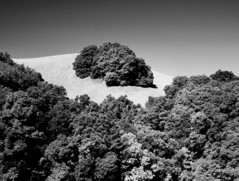 Black and white image of a small stand of trees in a field of bleached grass surrounded by woods on all sides, framed against a cloudless sky.