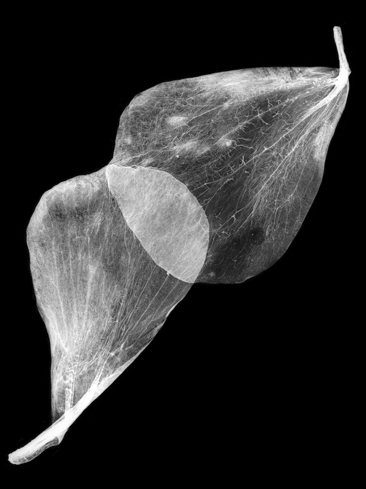 Black and white image of a flower collected over 120 years ago.