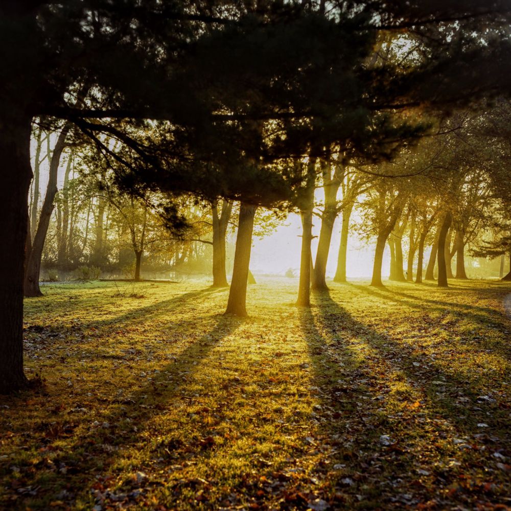 Sun rising on a foggy morning, beautiful golden light shiny through a stand of trees casting long shadows.