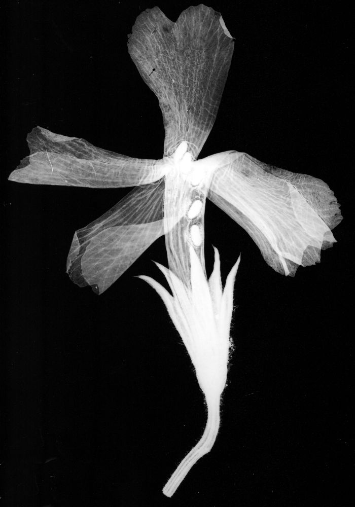 Black and white image of a flower collected over 120 years ago.