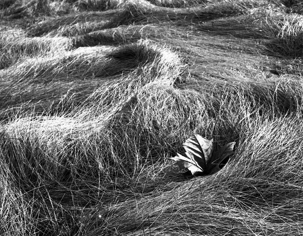 Black and white image of a single Maple leaf in a sea of grassy swales.
