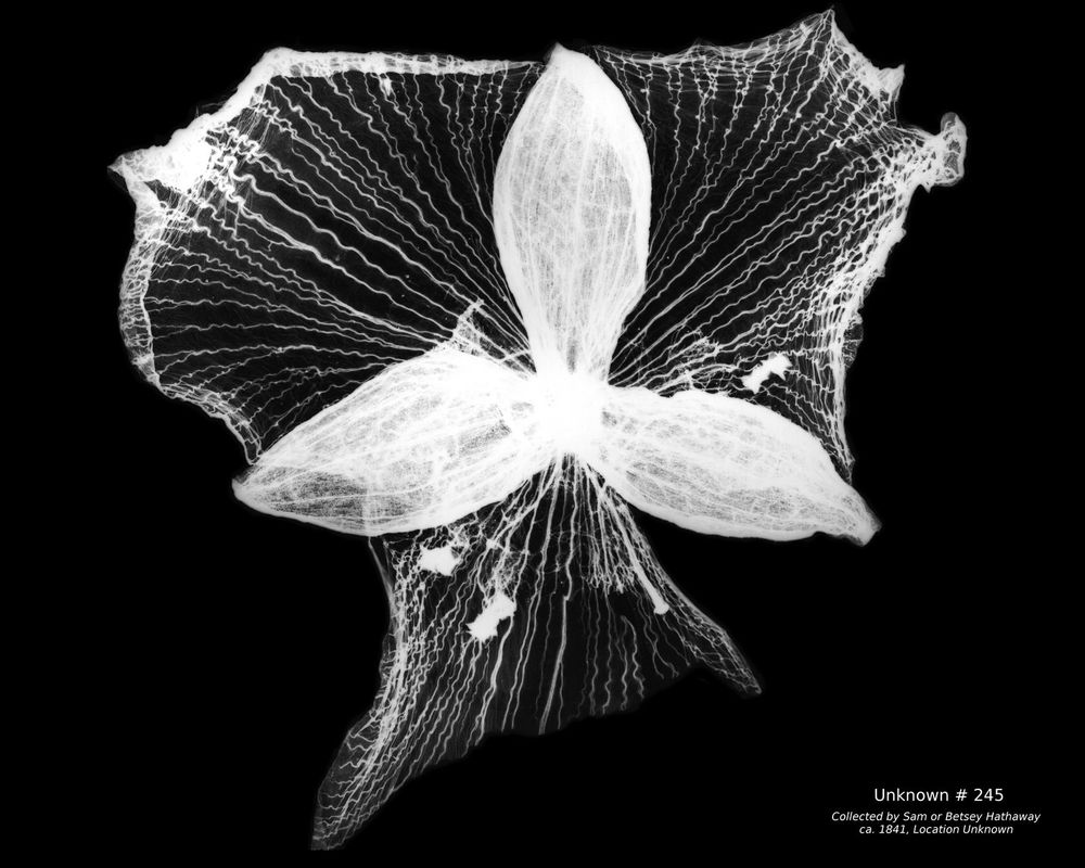 Black and white image of a flower collected over 120 years ago.