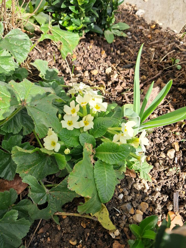Spring primroses
