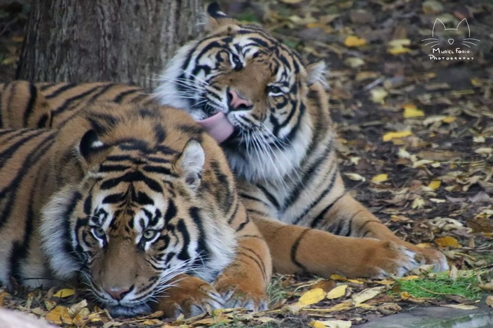 Two fluffy sumatran tigers lying down, one of them looking off camera, the second one  licking the first one’s shoulder