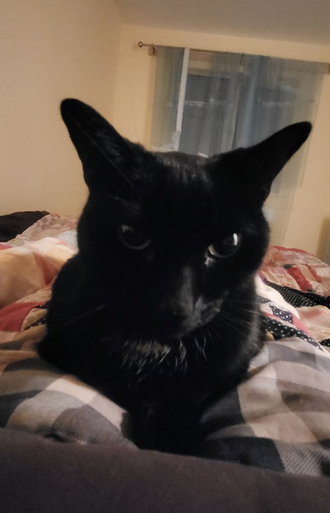 Little black cat sitting looking comfy and a bit furious. She has massive ears
