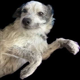 A small white and gray dog showing a mostly white face, chest, belly, and forelegs with some gray on them. She’s half on her side, looking past the viewer as if over our left shoulder. Instead of perked up, her ears are down.
