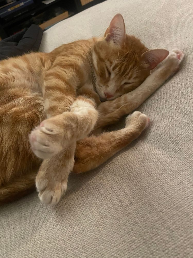chewie sleeping on his side, curled up, with back legs stretched alongside his head, and his front legs stretched and crossed in front of him