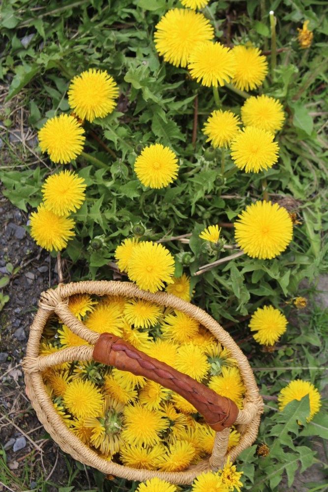A patch of dandelions and a woven basket full of dandelion blooms. 