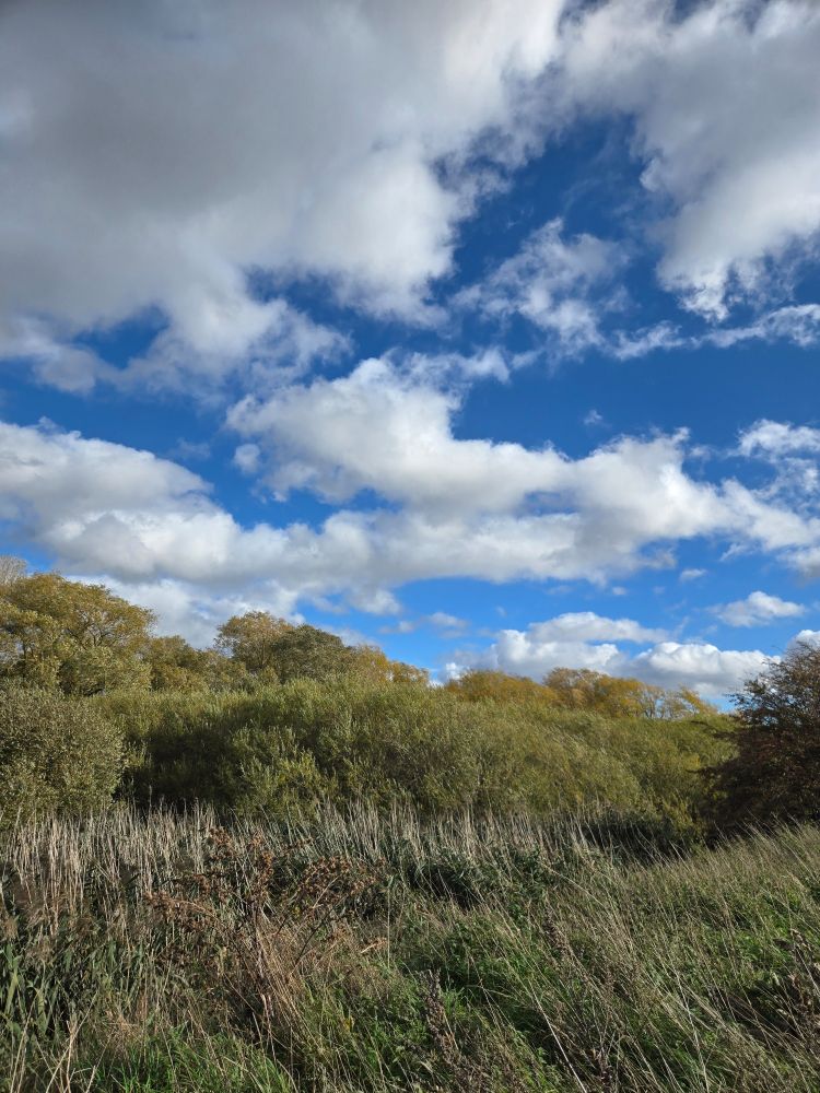 Picture of an EastAnglian Marsh, with big lousy clouds anf piercing blue sky. Trees and marshland bask in the sun at ground level.