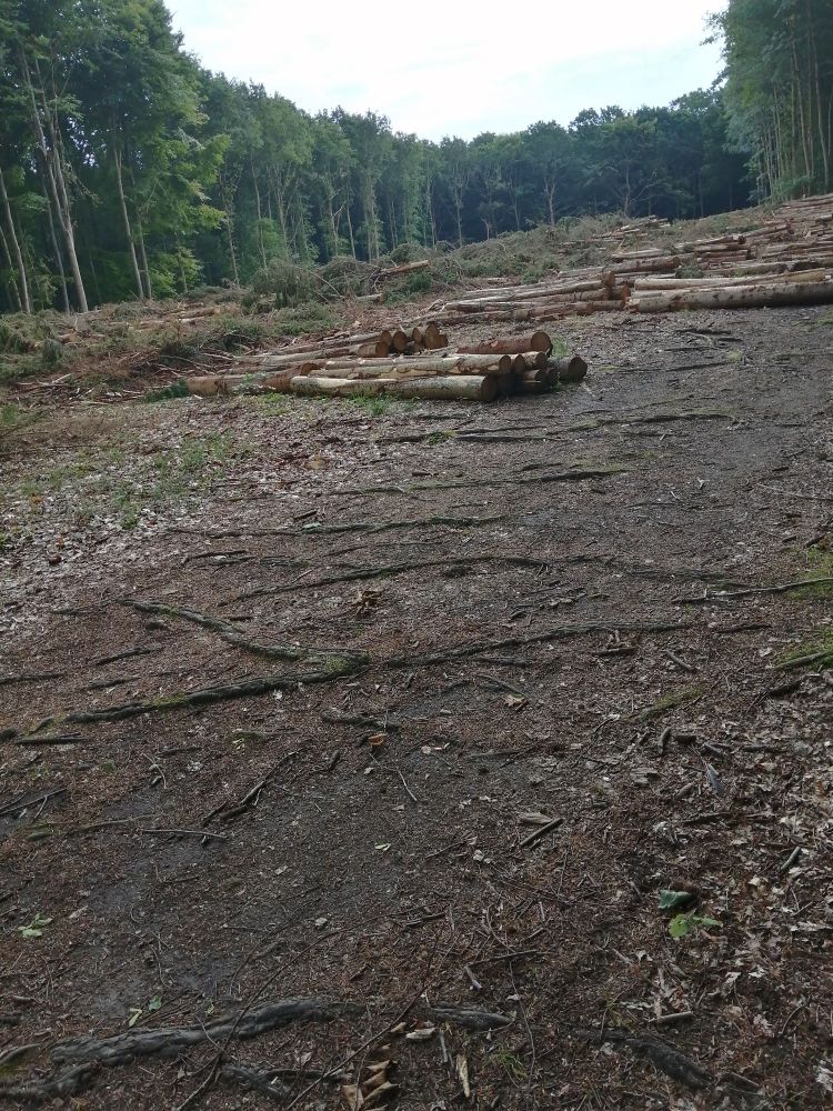 Chubbed forest, All trees cut down