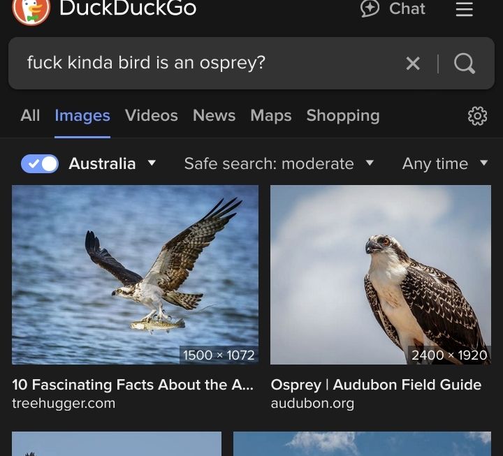 image search results for the term "fuck kinda bird is an osprey" the first result is a picture of an osprey flying iver water holding some type of fish labelled "10 fascinating facts about the a..." from treehugger.com, the second is one sitting there captioned Osprey|audobon field guide, so, whatever audobon is