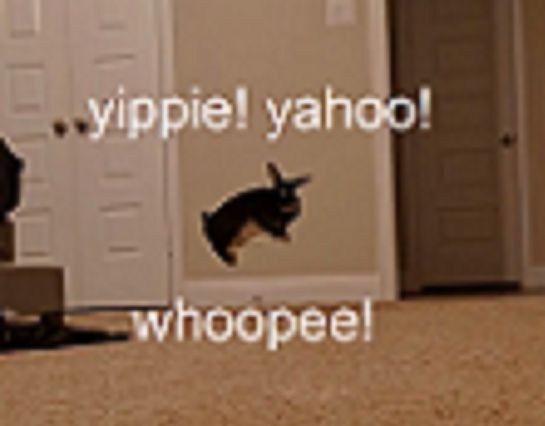 Rabbit jumping with yippie! yahoo! whoopee! text