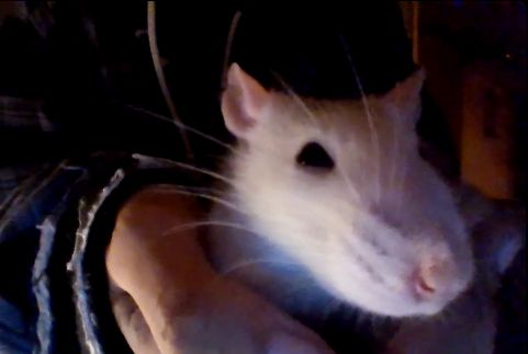 persephone, my rat, has a mad face on in this picture