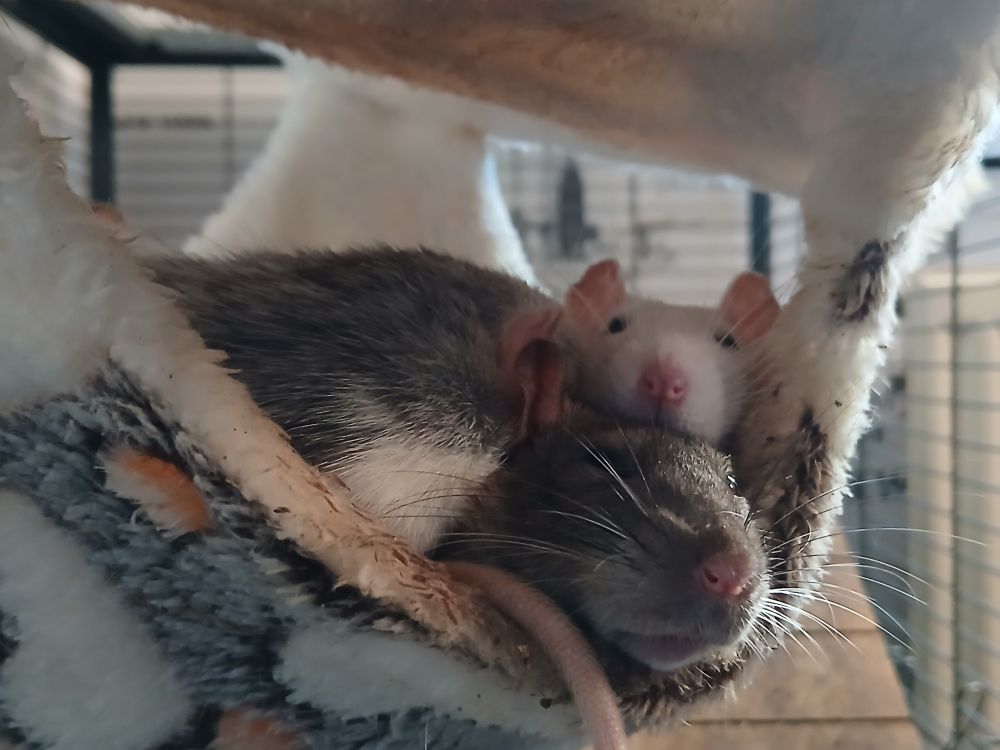 Pile of four rats but only three visible in a hamac cuddling while sleeping. 