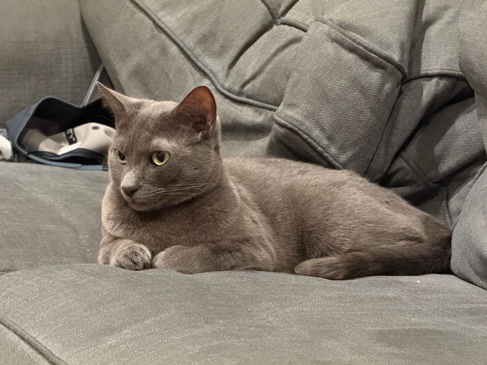 A gray cat sits on a gray couch. 