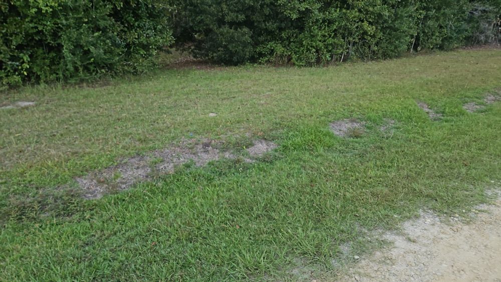 Mowed grass for pussies 