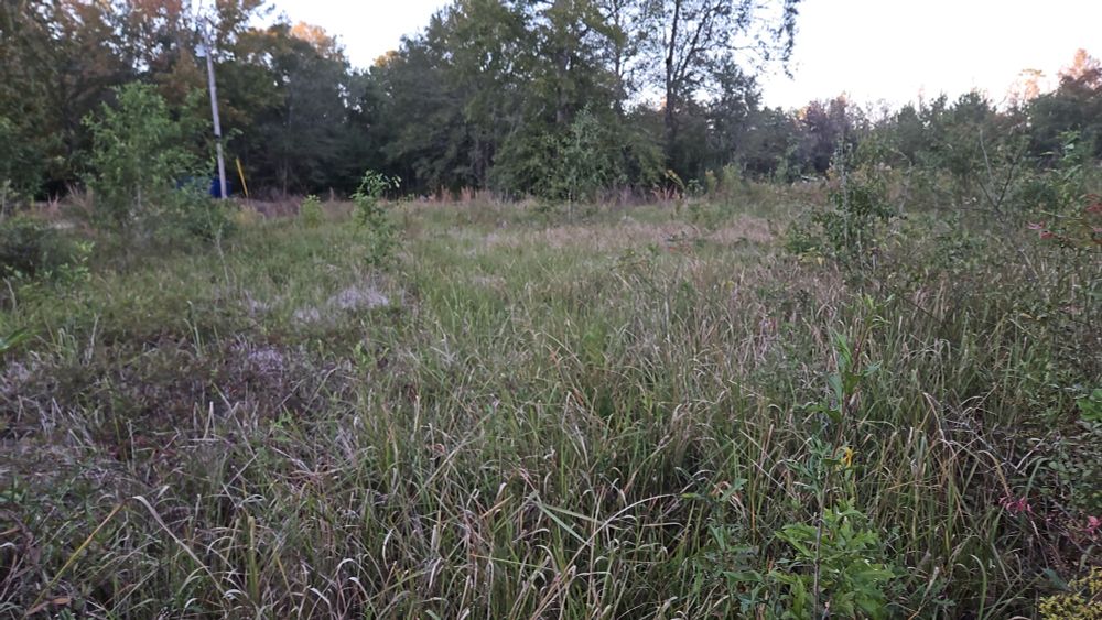 A monoculture of cogon grass