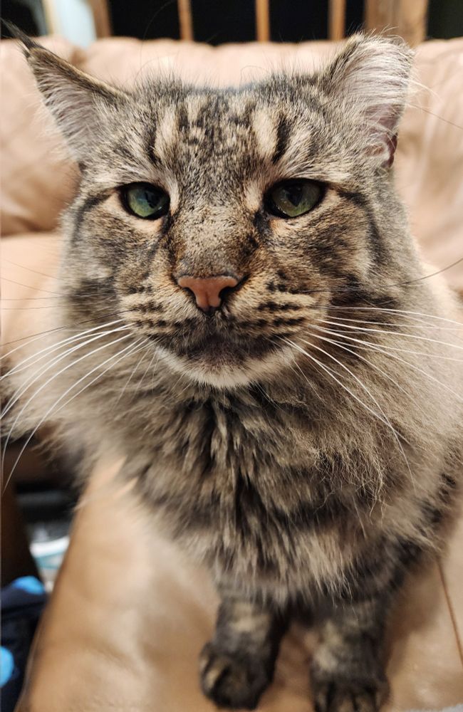 A silly grey tabby cat with a very "square jaw" looking face staring blankly at the camera. He is sitting up straight, just staring. 
