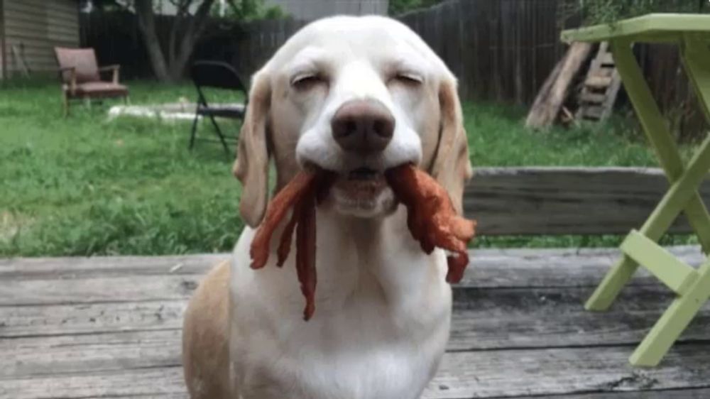 a dog is chewing on a piece of bacon on a deck