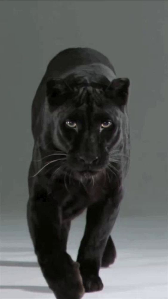 a black panther walking on a white surface with a gray background