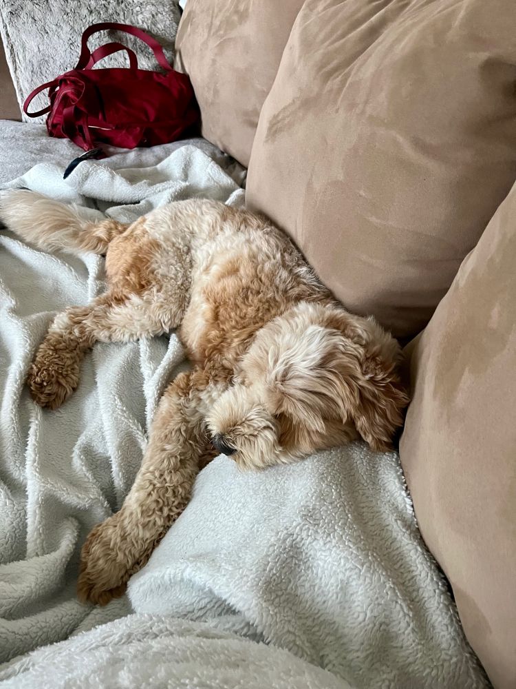 Tan and brown labradoodle puppy is sleeping with her head on top of someone’s knee.