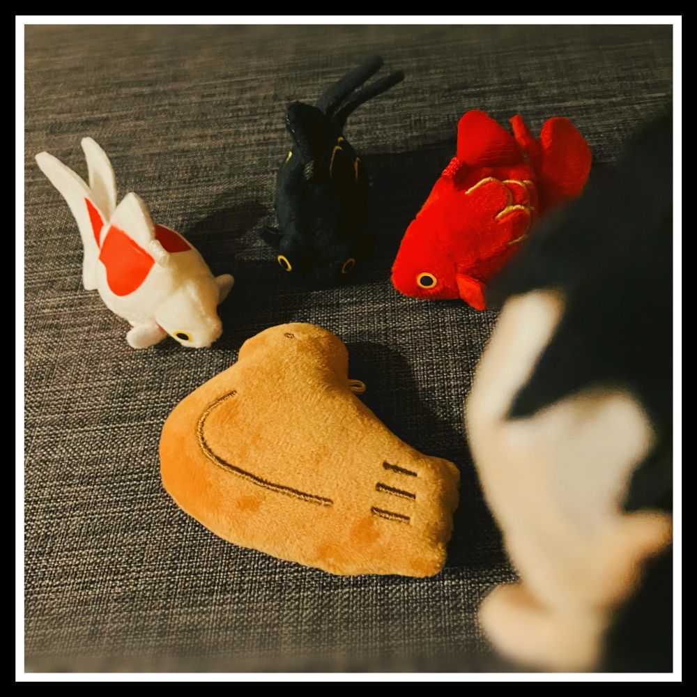 きゅうほるだーに言いよる、金魚ズ。