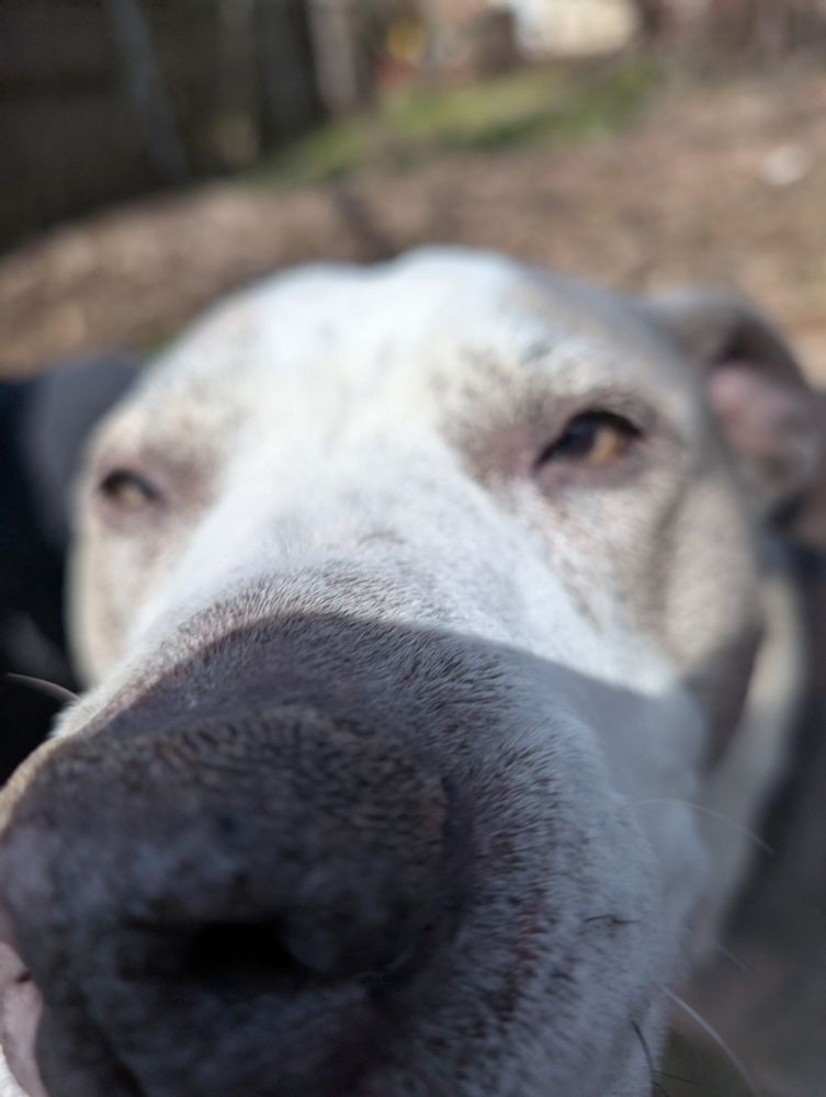 Photo of a grey and white dog up close to the camera. His nose in the foreground. 