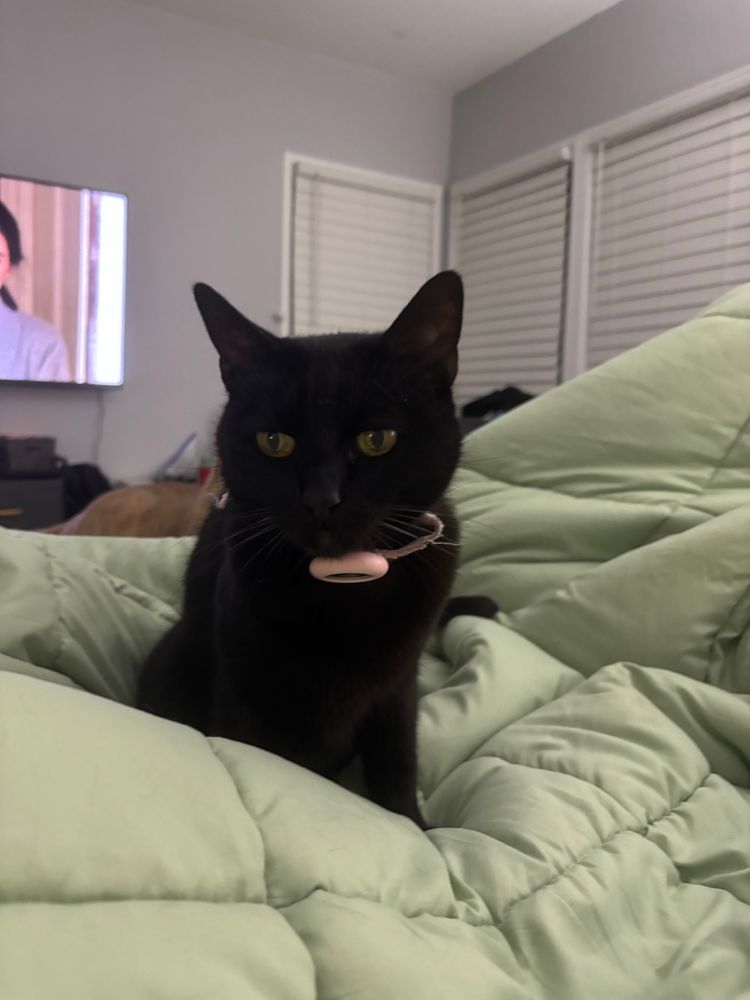 A black cat looking upon the viewer like the spark has gone from their marriage (on a green duvet)