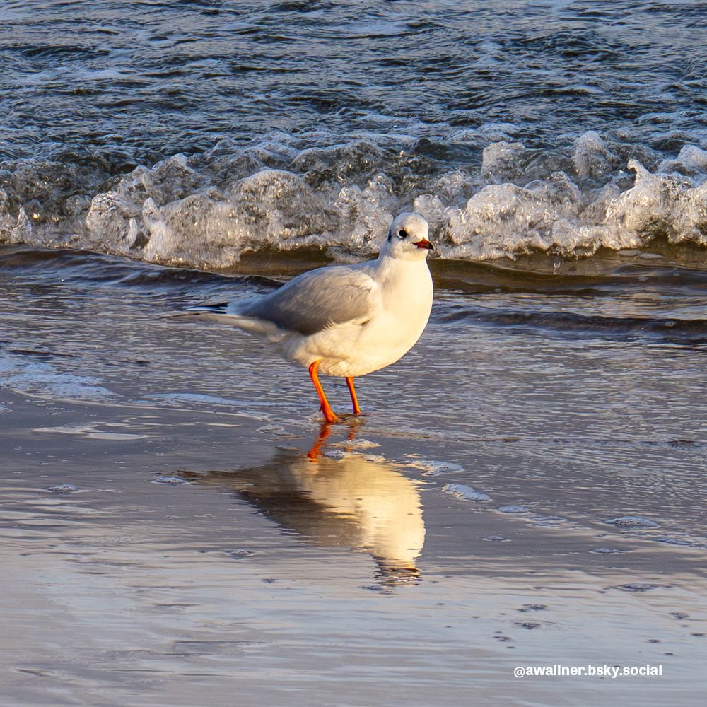 A seagull walking along the beach along the waterline illuminated by the sun.
©AW