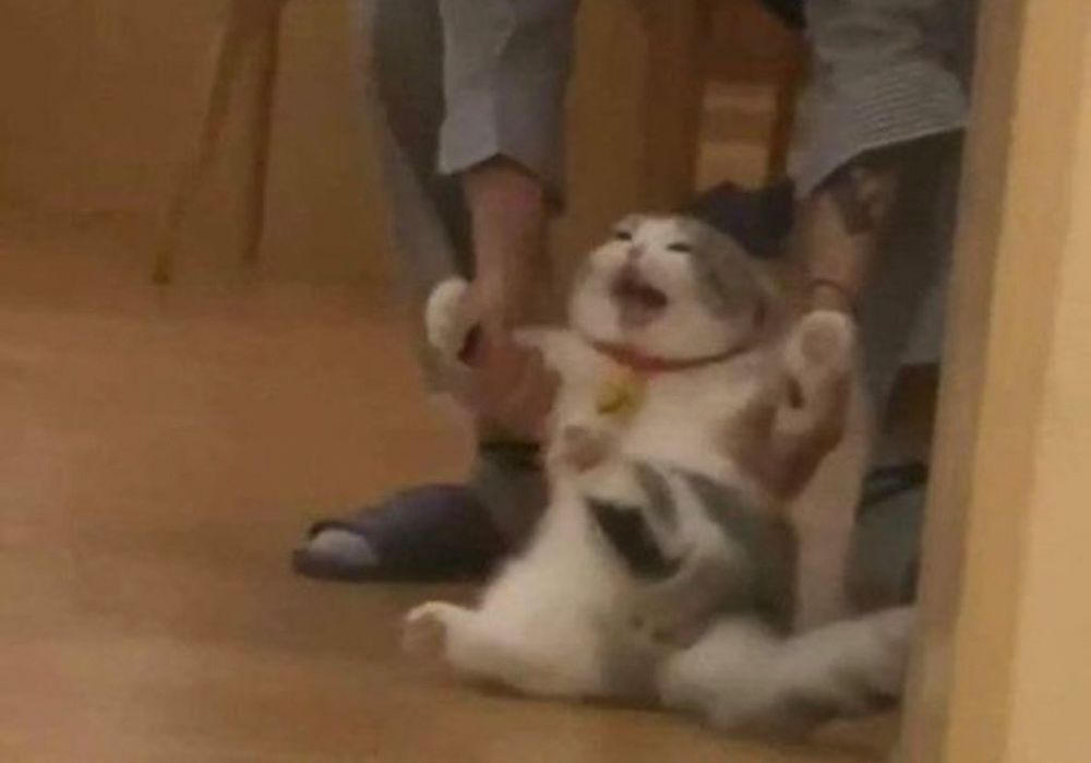 upset crying cat being held back by the arms