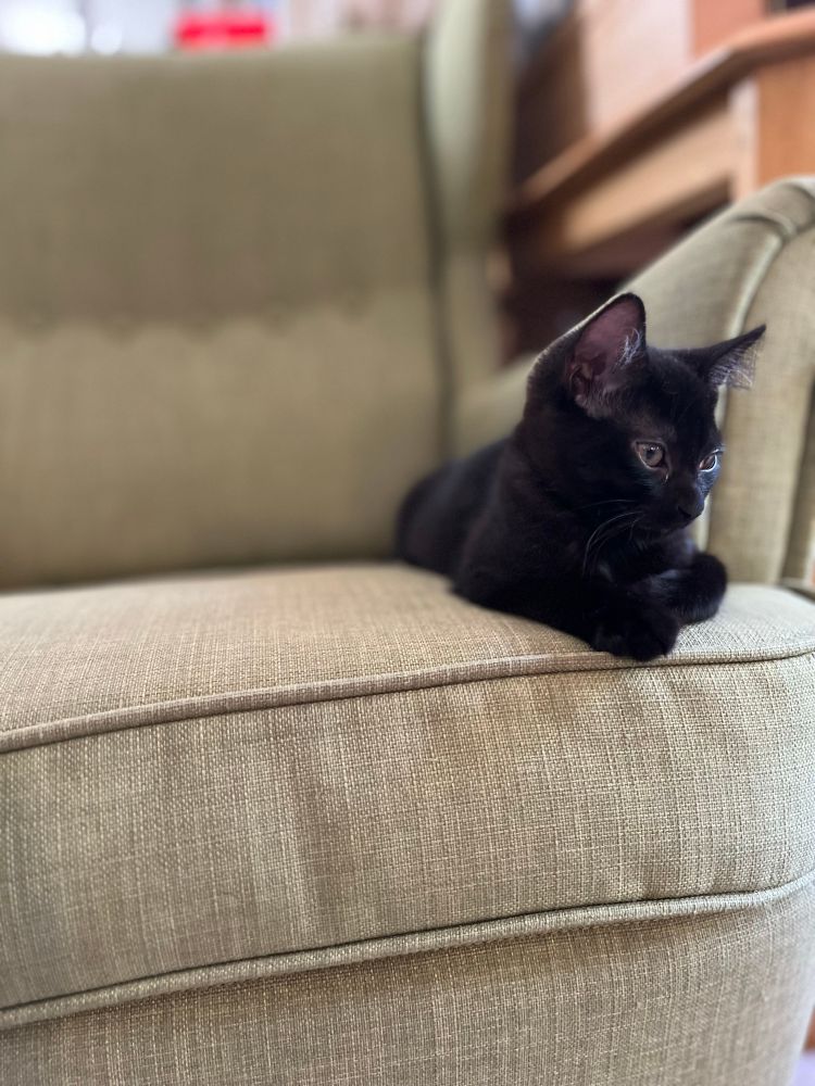 Small black kitten on a pale green chair, looking thoughtfully off into the distance.