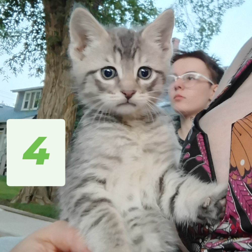 Kitten 4: male, grey and white tabby. Stump for a tail and always looks worried about something.