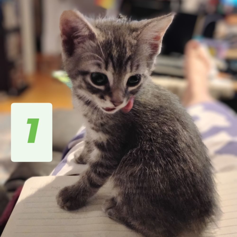 Kitten 1: grey female with oversized ears and a stripey belly. Absolutely no tail.