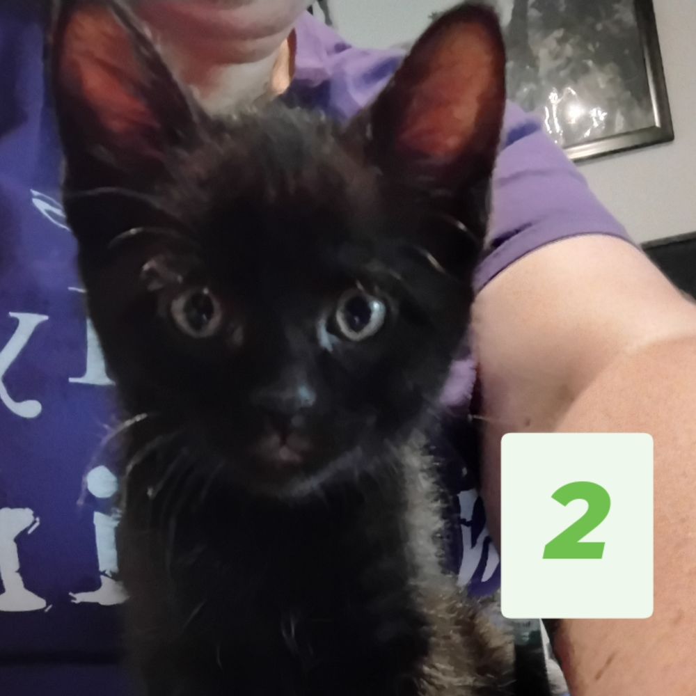Kitten 2: all black female with yellow eyes - the only one with a tail! 