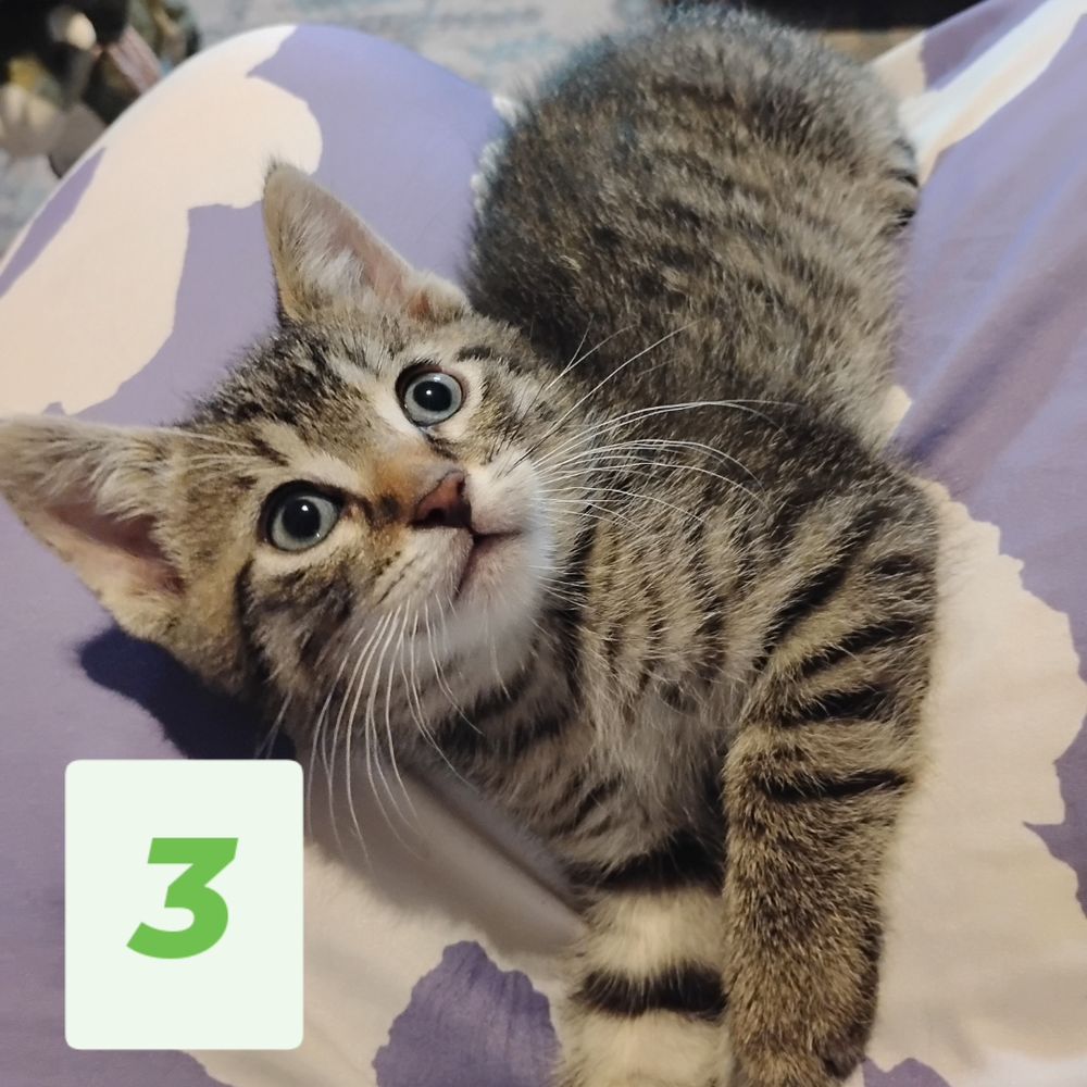 Kitten 3: male grey tabby, tiger stripes. Still has blue eyes! About an inch of tail.