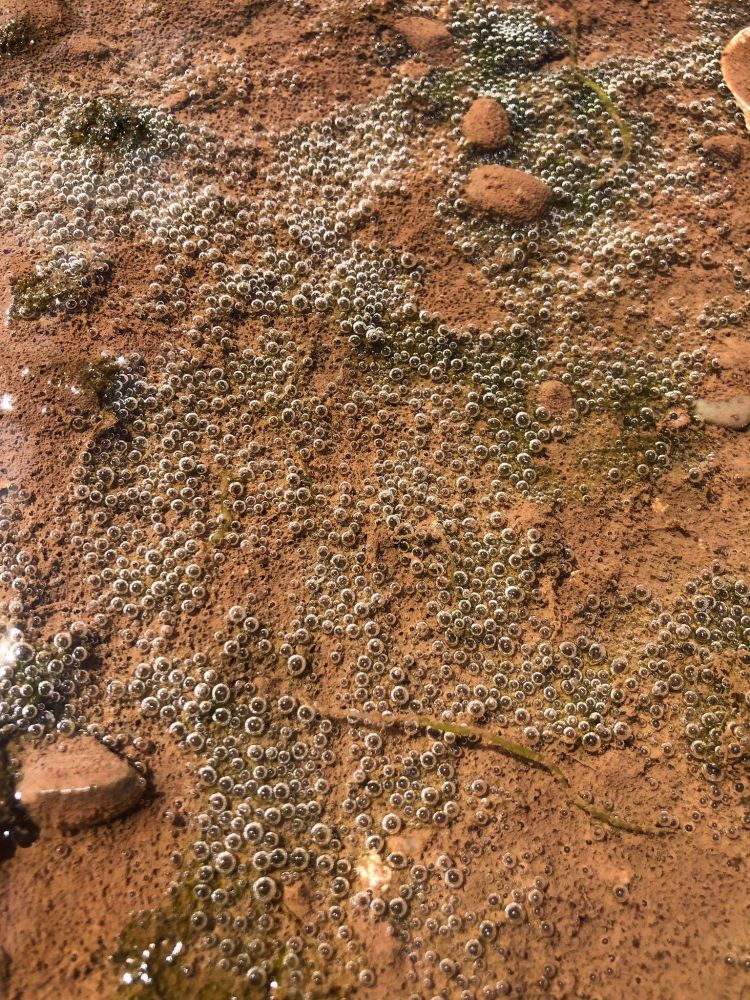 An up-close photo of a tidepool, where algae has covered the bottom in thousands of little oxygen bubbles. My sister took the photo.