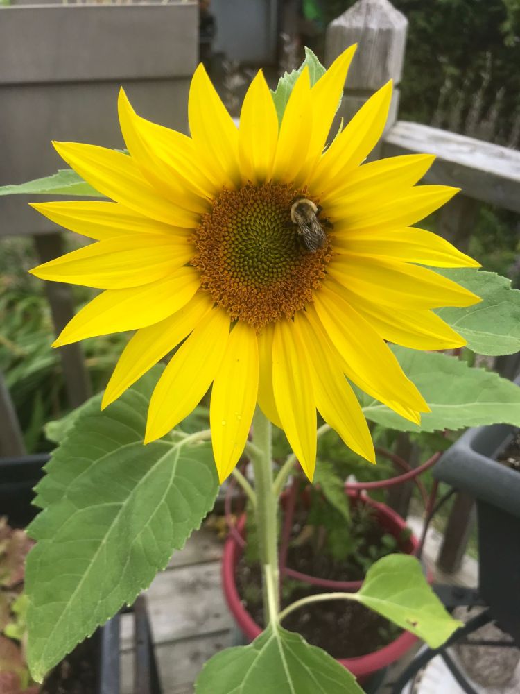 A photo of a very small sunflower in bloom! There is a bee on it. 
