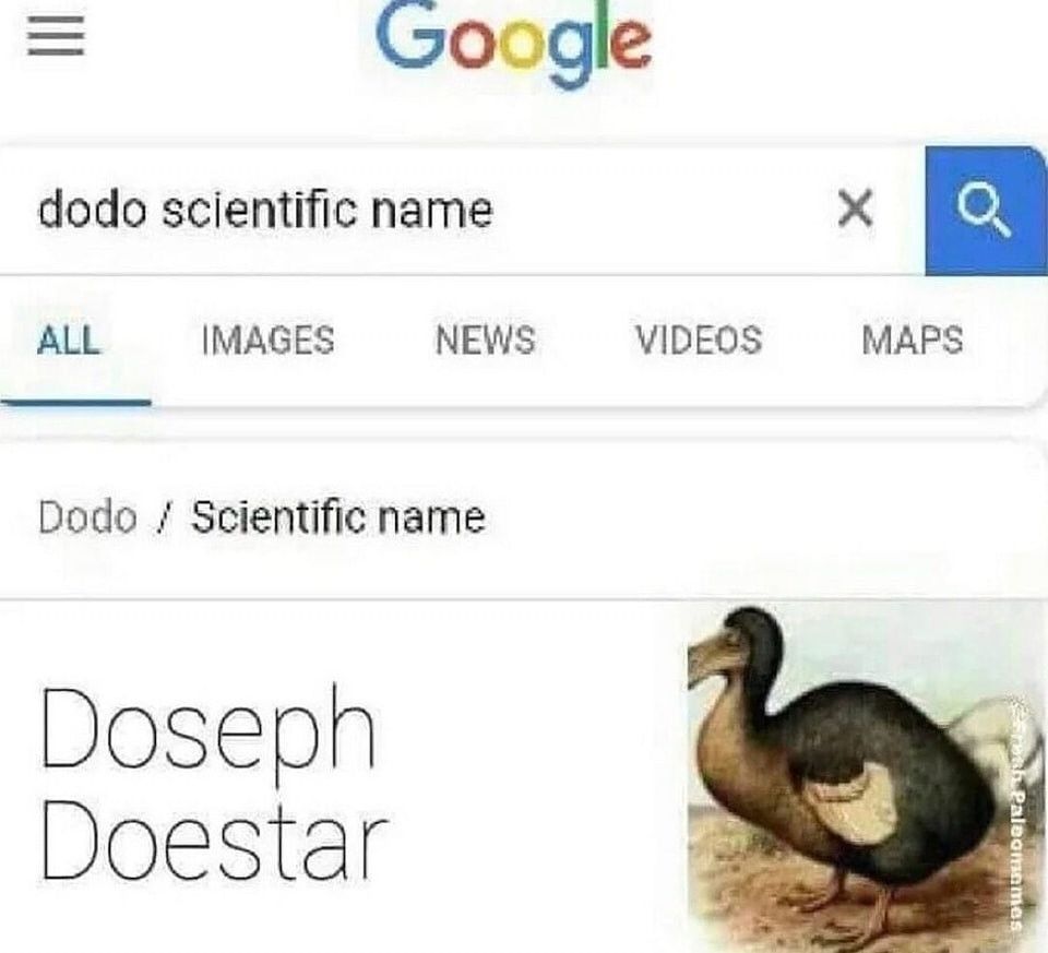 Print de pesquisa no Google perguntando "dodo scientific name" e a resposta "Doseph Doestar" ao lado de um desenho de um dodo - pássaro marrom com bico grande e curvo para baixo, asas curtas e um pescoço e corpo gordinho.