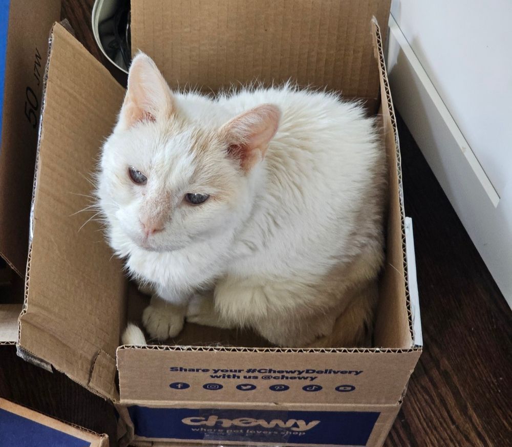A flame-point Siamese cat sits in a cardboard box