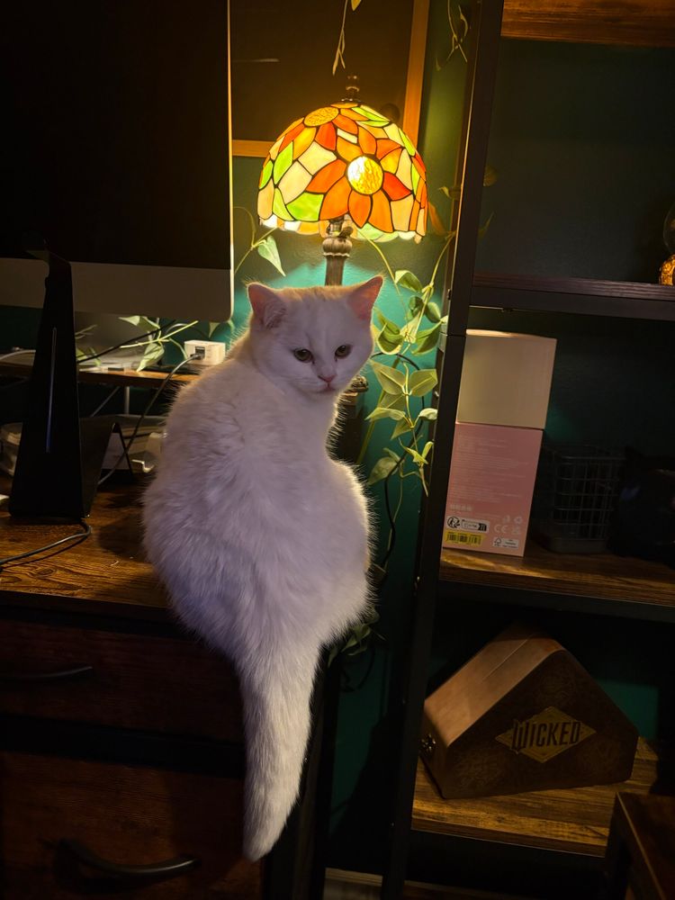 Blair bear bun bun baby cat posing with a muggy face