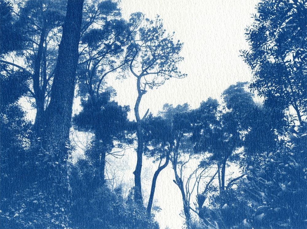 Photo cyanotype d'une forêt de pins et d'autres arbres (qui me sont inconnus) sous le brouillard sur les hauteurs de Sintra, au Portugal.