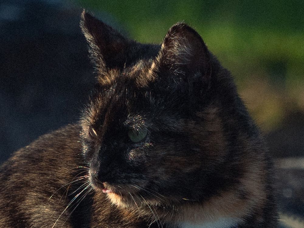 Zoom sur la tête d'une chatte Isabelle avec la langue entre les dents.