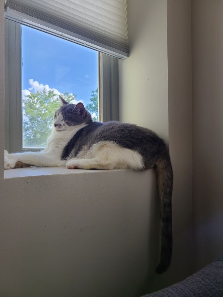 EvalCat chilling in the sunny window.