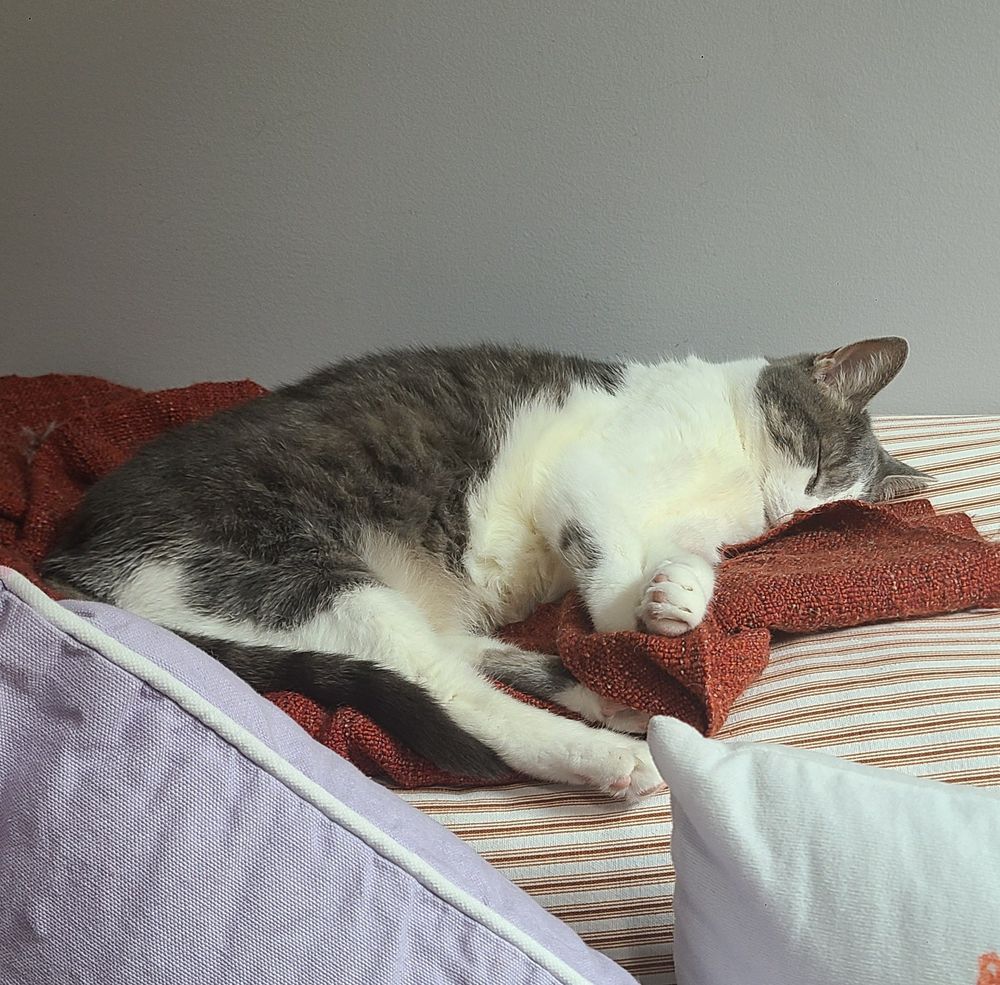 Cat - gray striped and white - hard at sleep on the home office couch. 